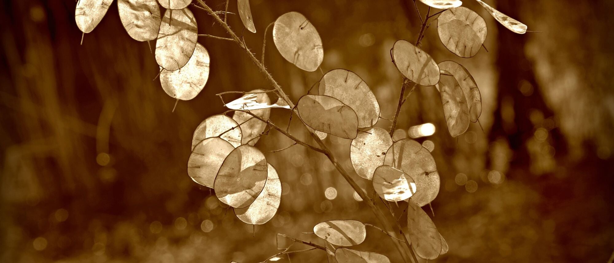 Grow lunaria money plant flowers for their interesting seed pods