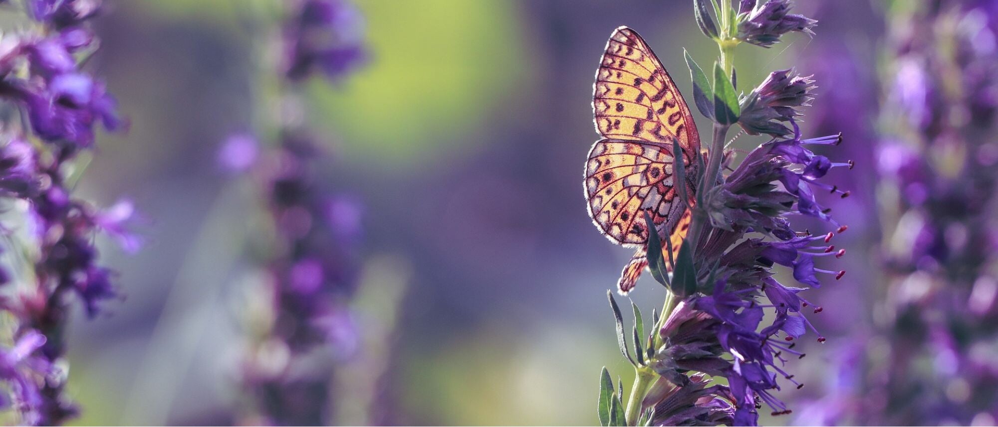 Grow hyssop indoors or outdoors at home