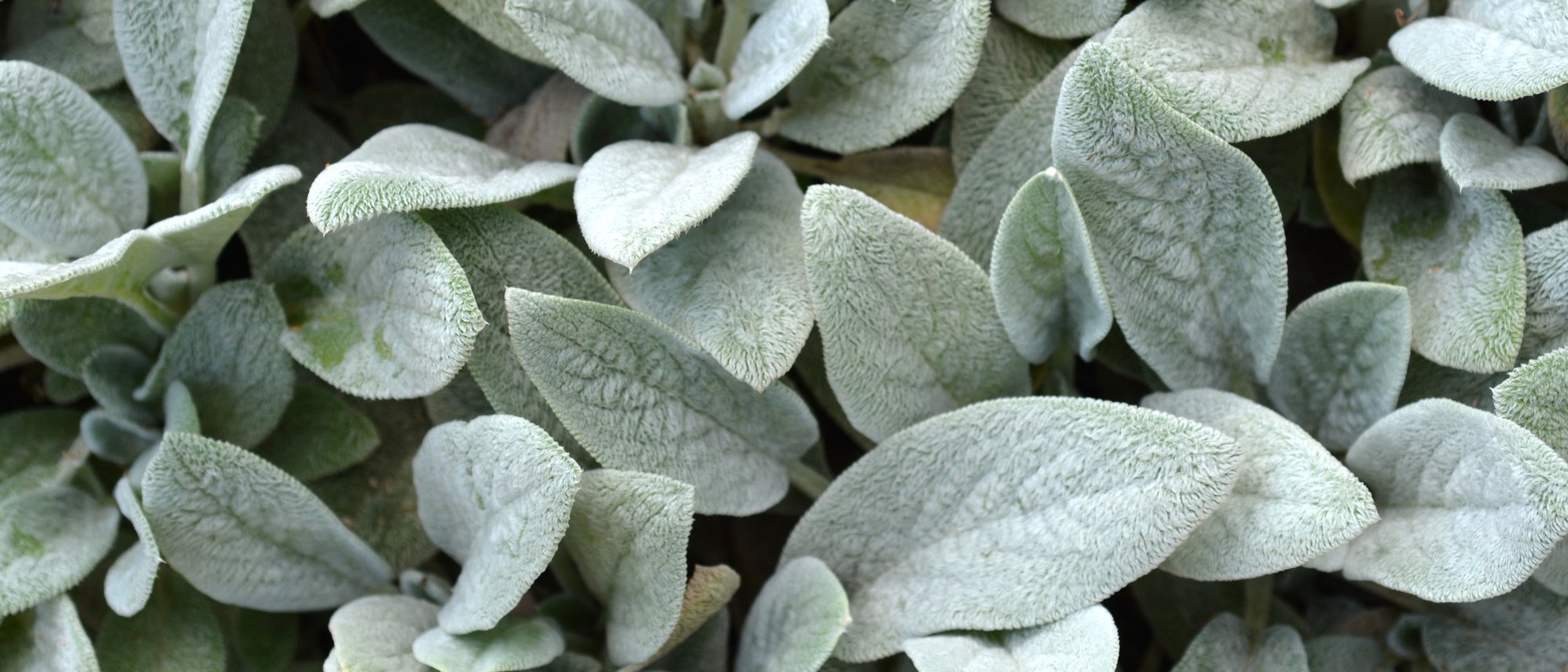 Lamb's Ear