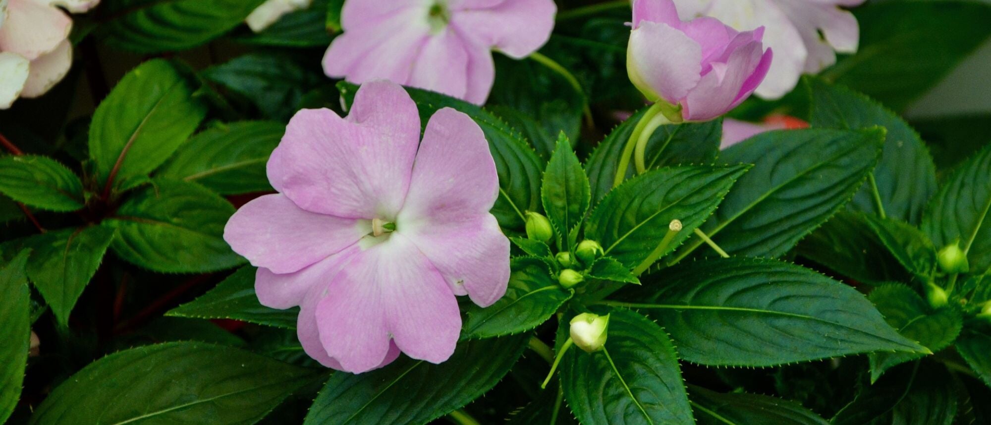Pink impatiens flowers that are shade tolerant in the garden