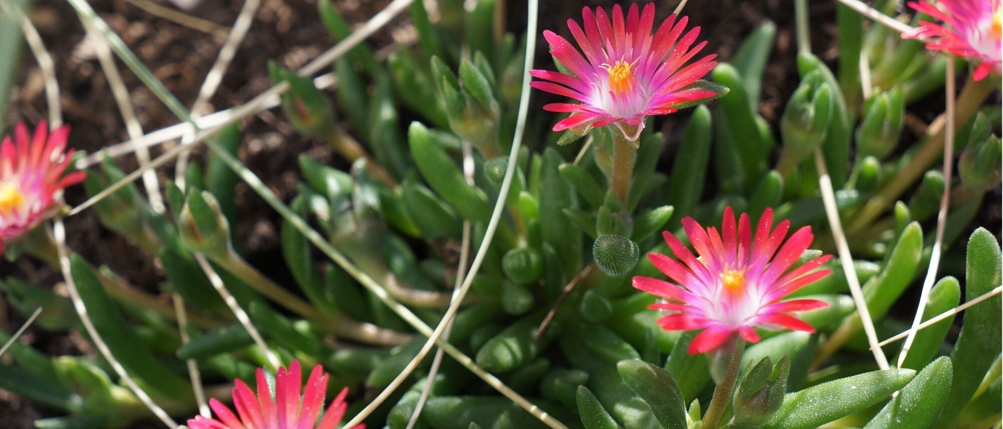 Pink ice plant flower growing succulent like leaves