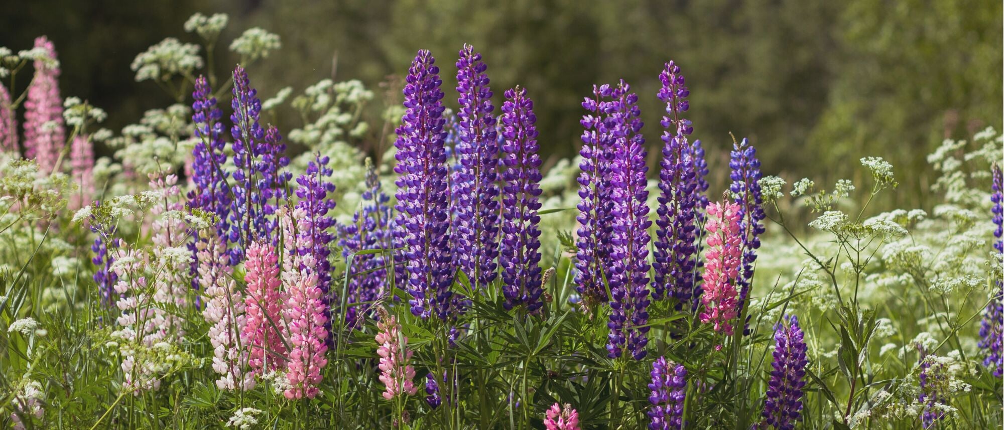 Purple pink and white lupine flowers growing in the garden