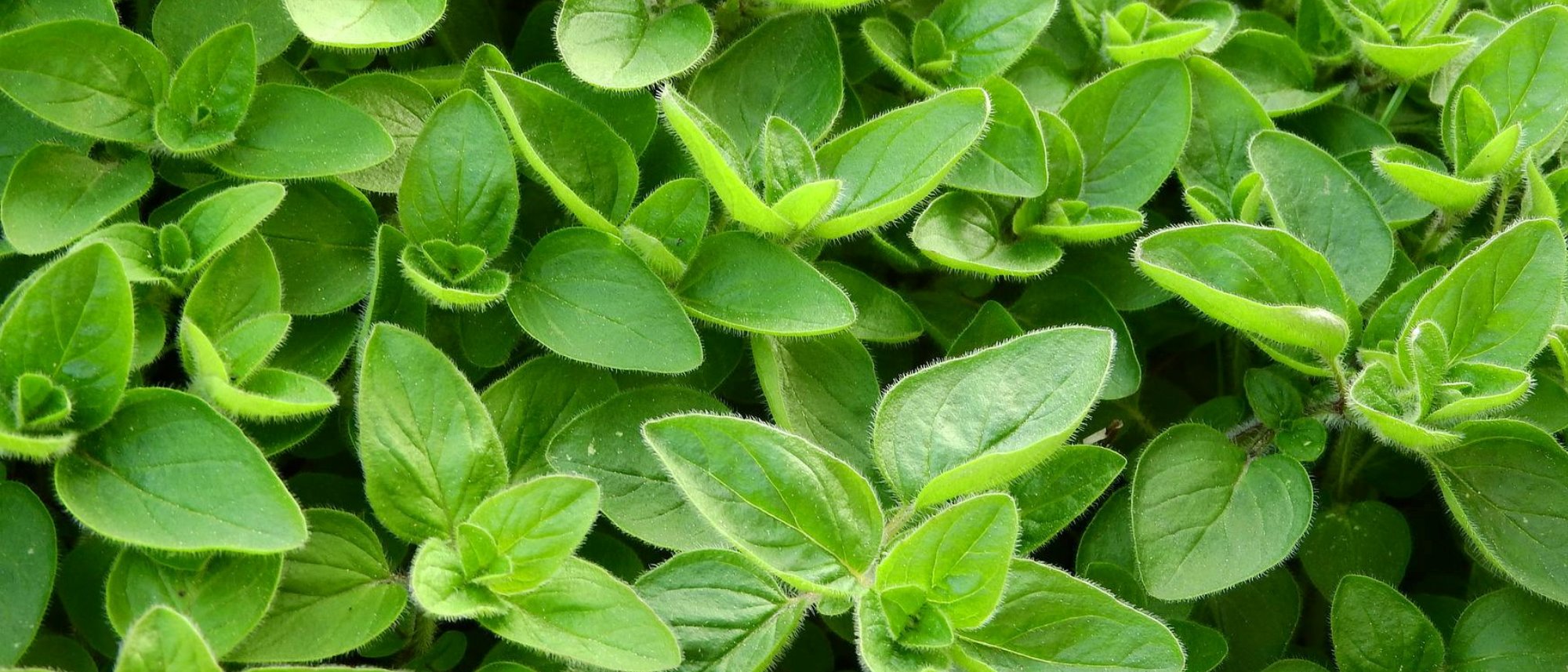 Grow your own fresh green marjoram