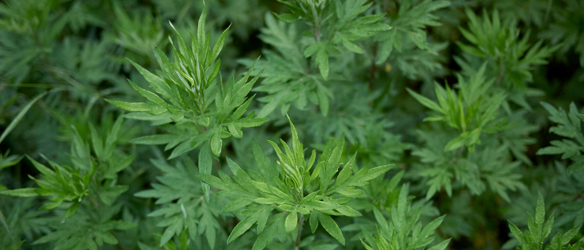 Mugwort