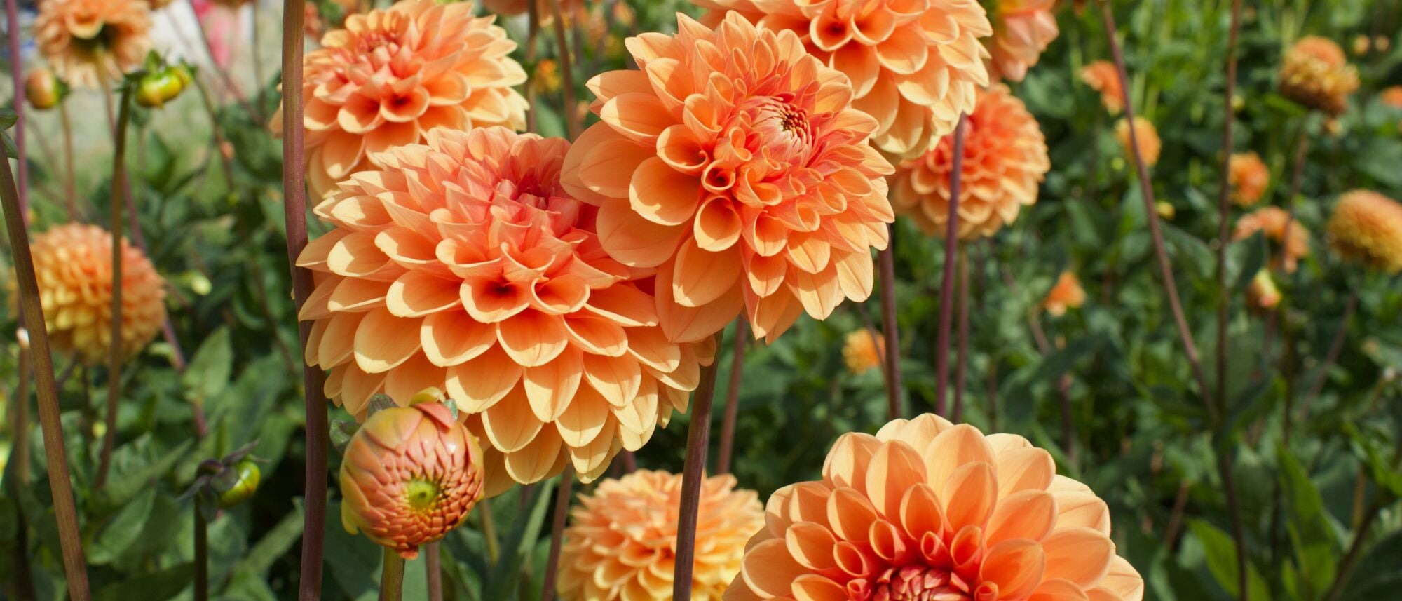 Grow dahlias for a great addition to any bouquet