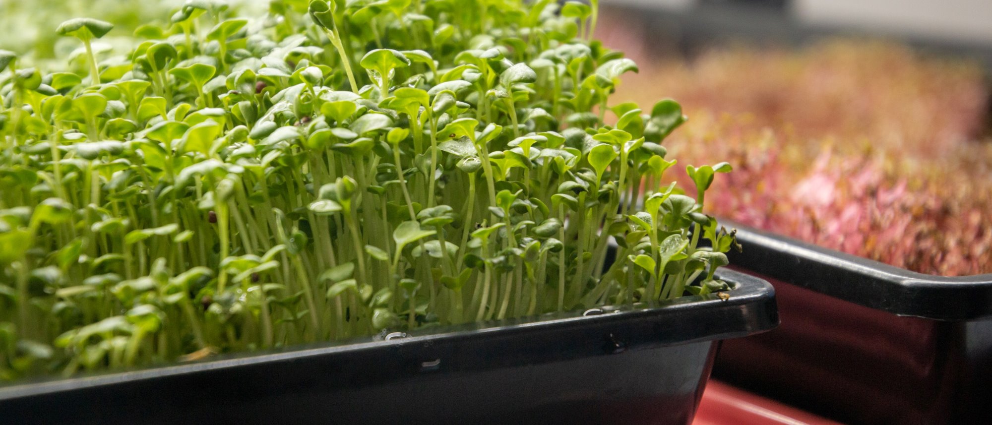 Growing your own microgreens is fast and easy
