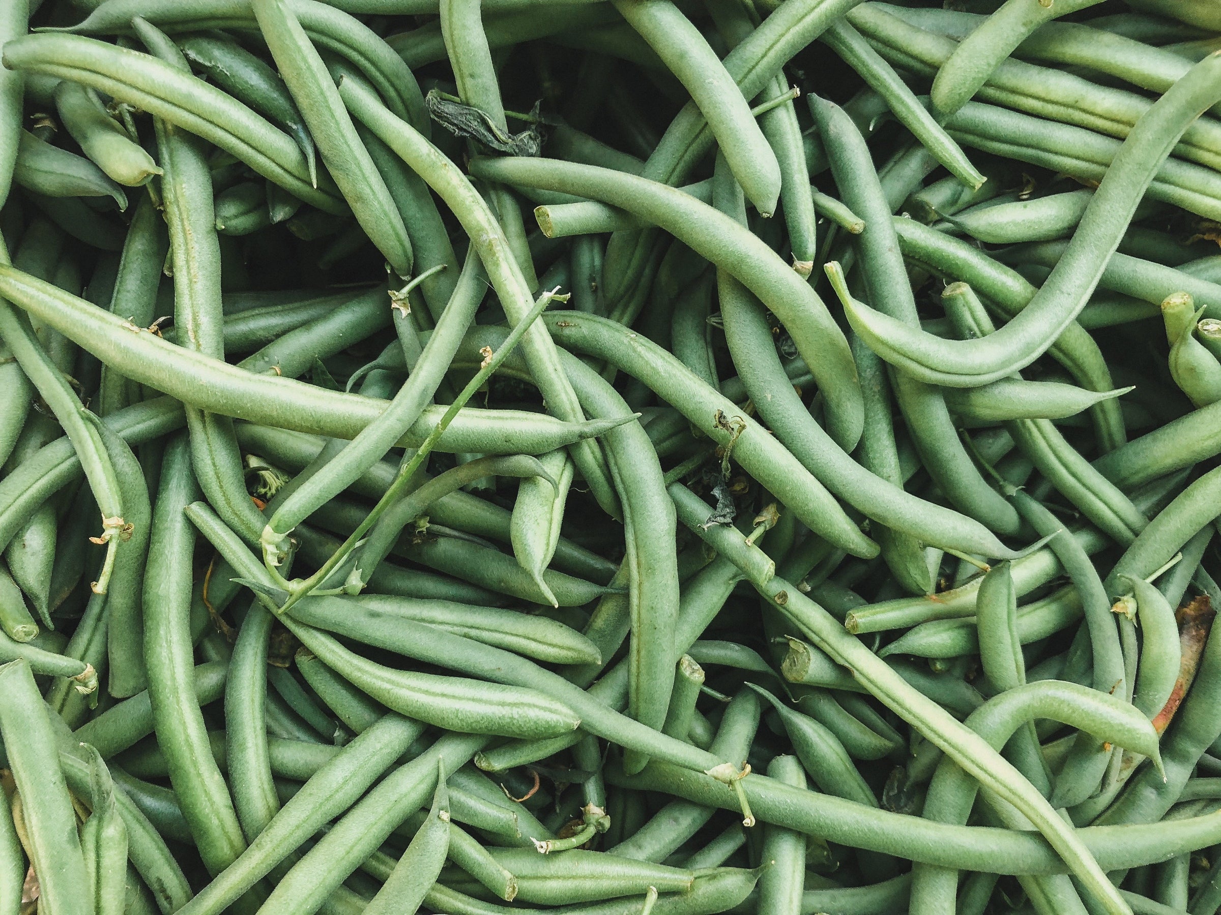 grow fresh green beans to dry or cook