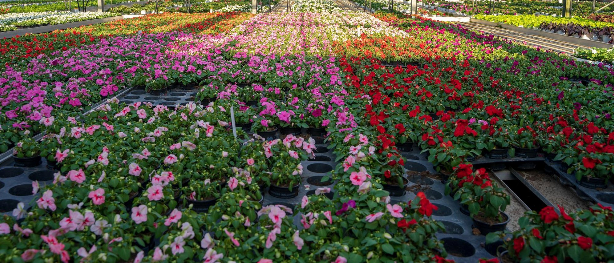 Category image for collections of flower seeds showing a flower farm in a greenhouse