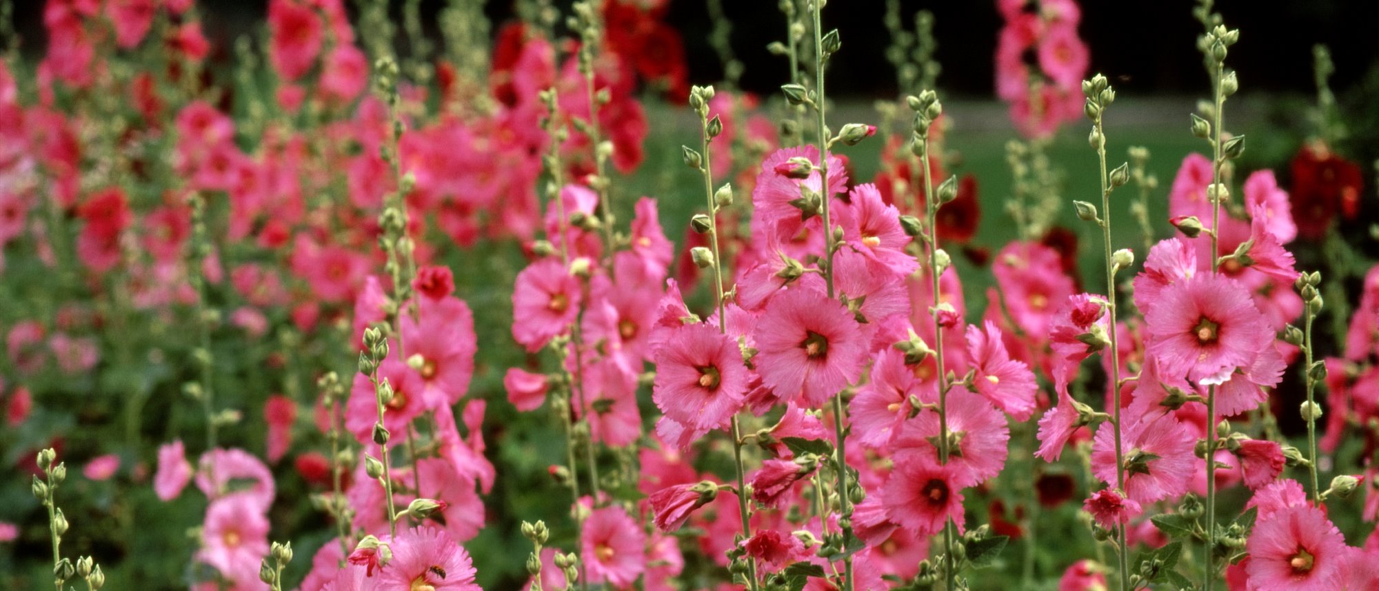 Hollyhocks