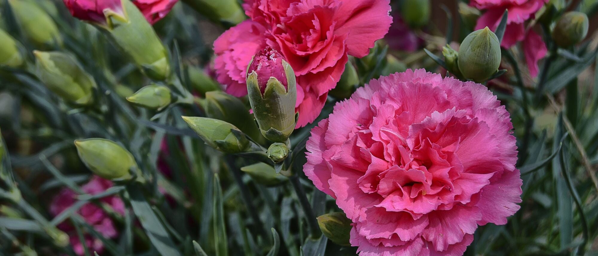 Grow carnations in your flower garden for a pop of color and a flower to put in a bouquet anytime