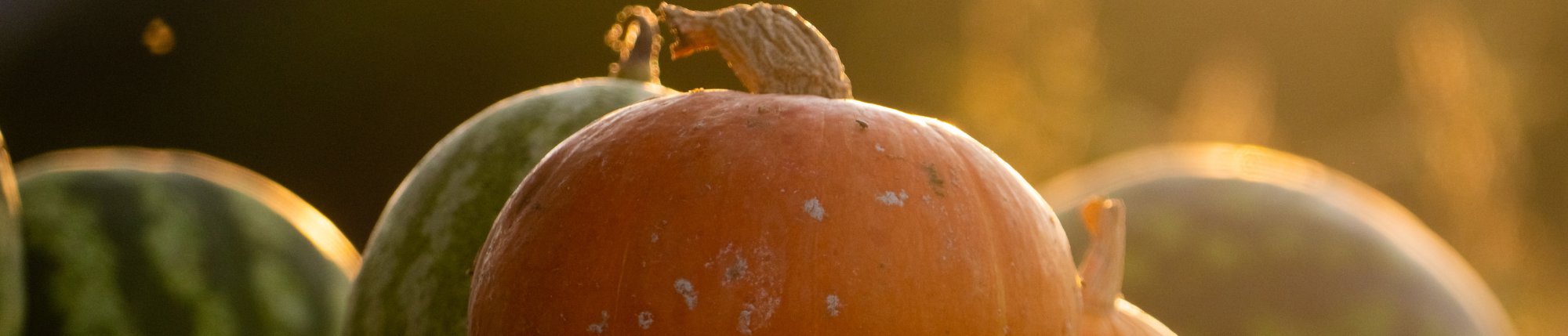Pumpkins & Watermelons