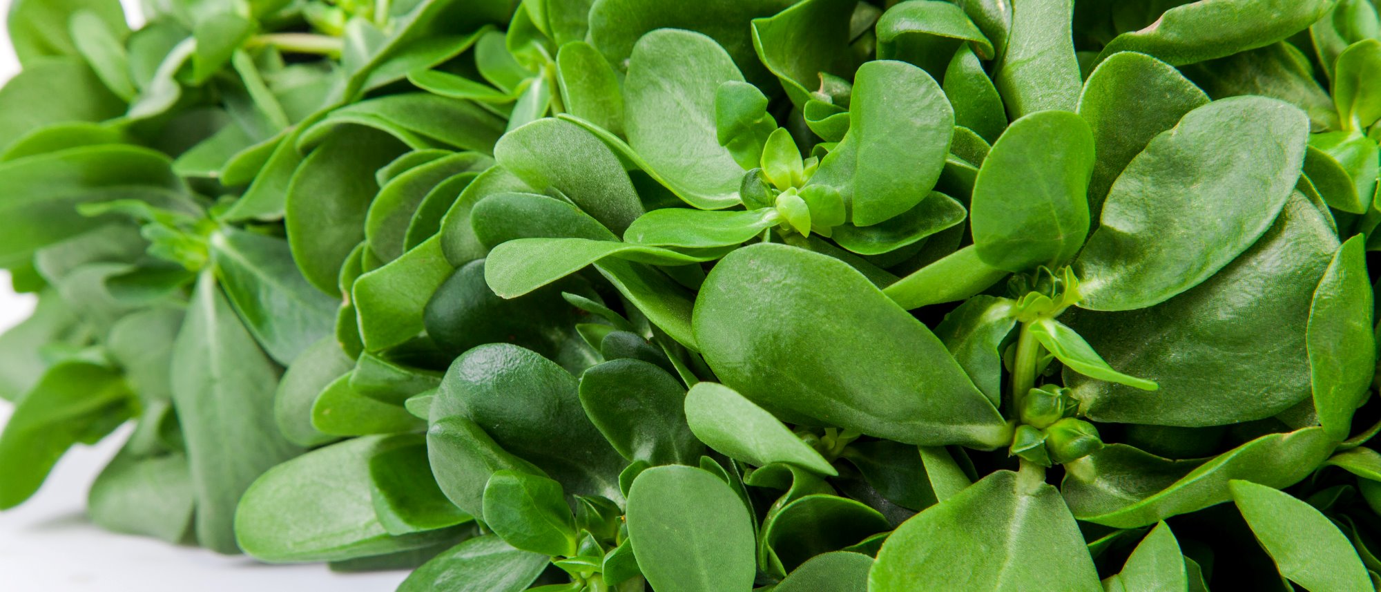 Purslane