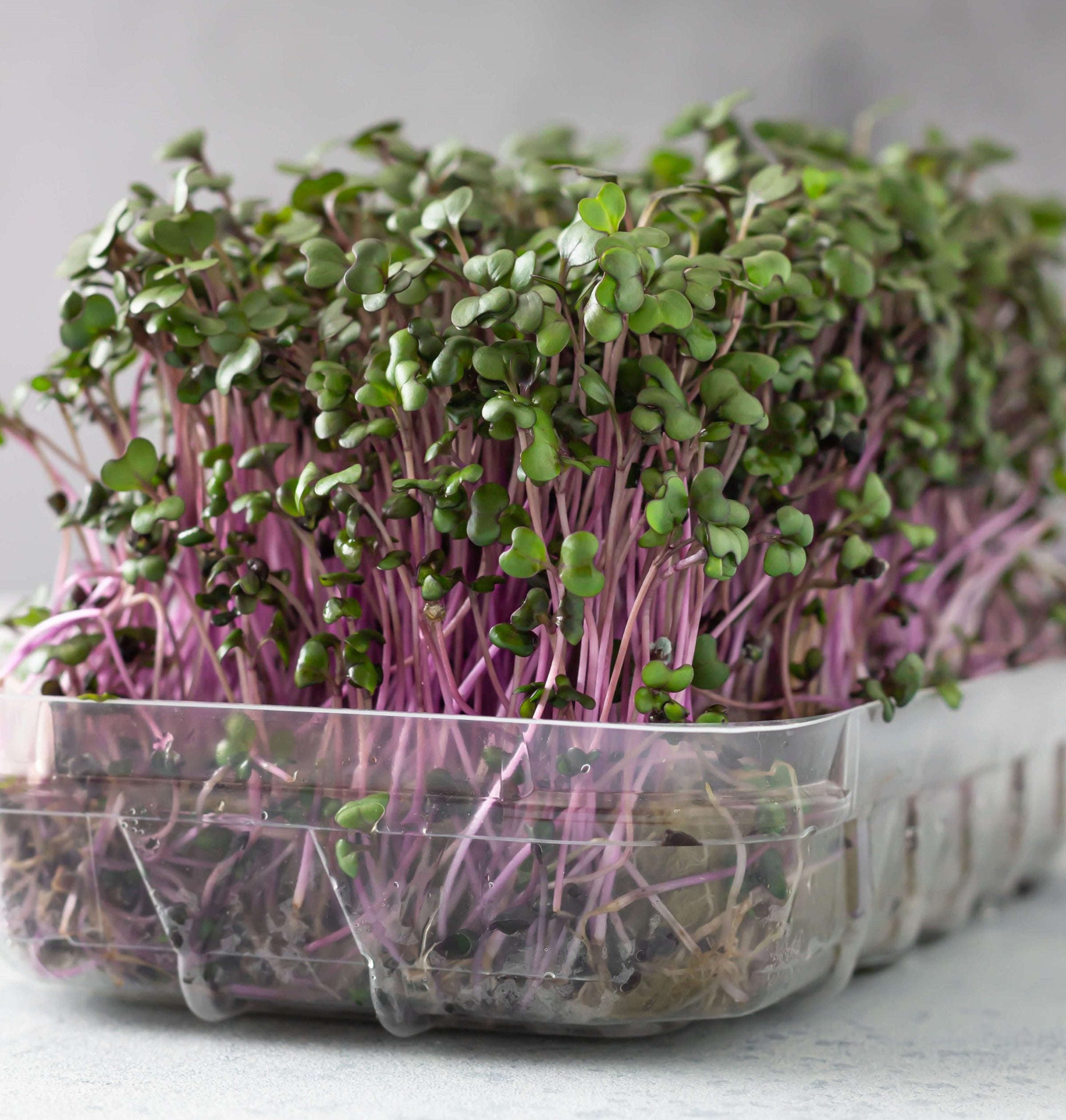microgreens seeds growing in tray