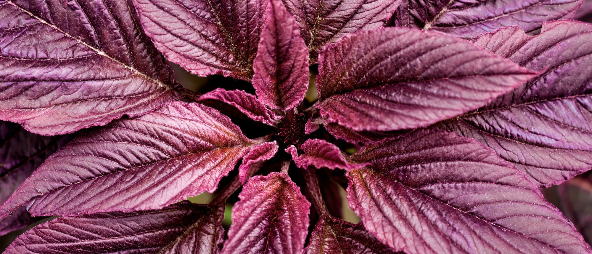 grow bright red amaranth for bouquets or harvest the grain
