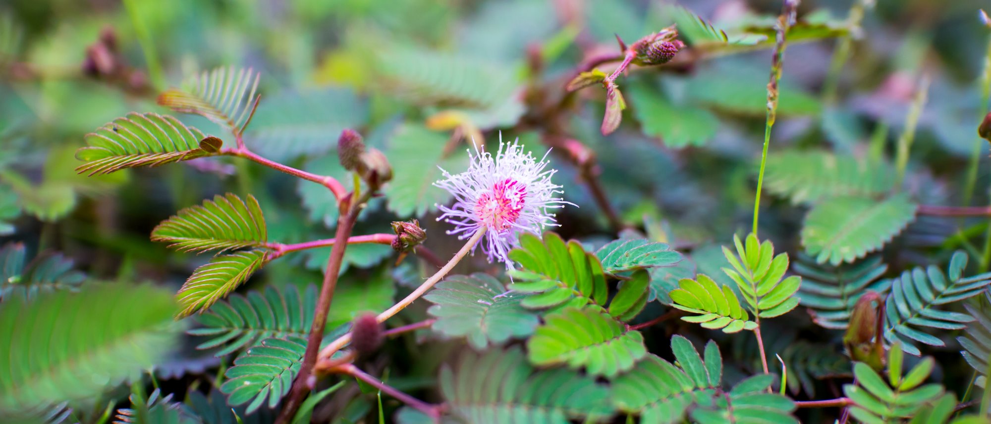 Sensitive Plant Collection