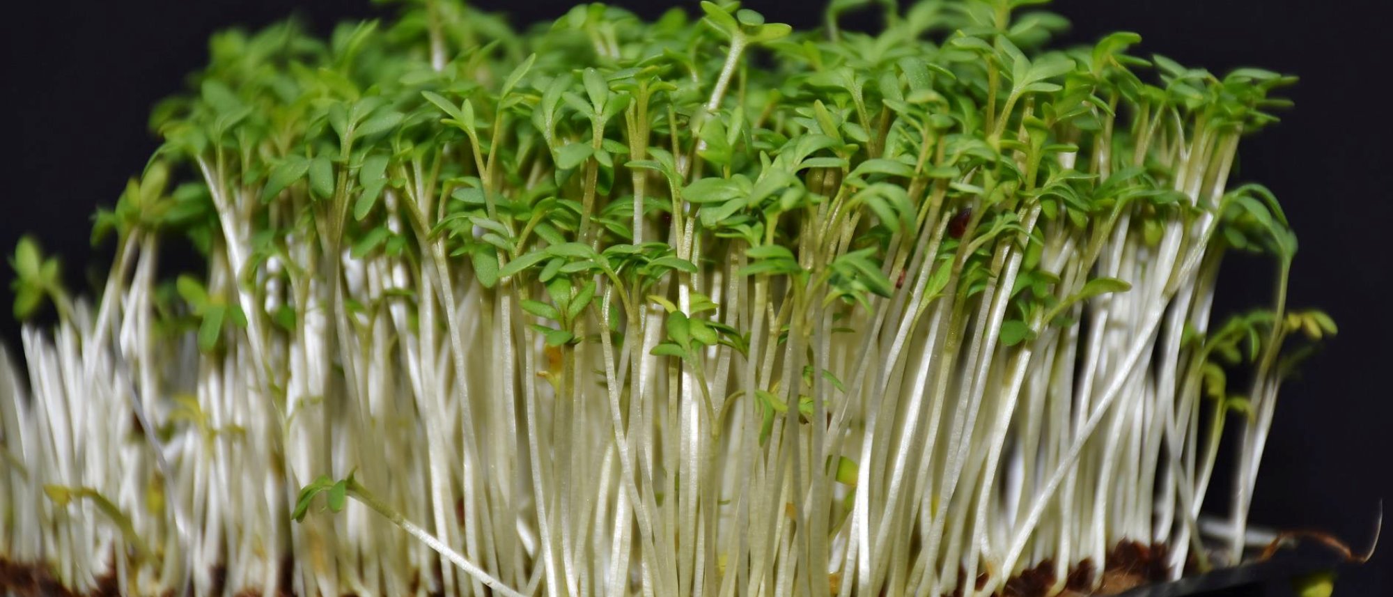Grow your own spicy and nutritious sprouts at home