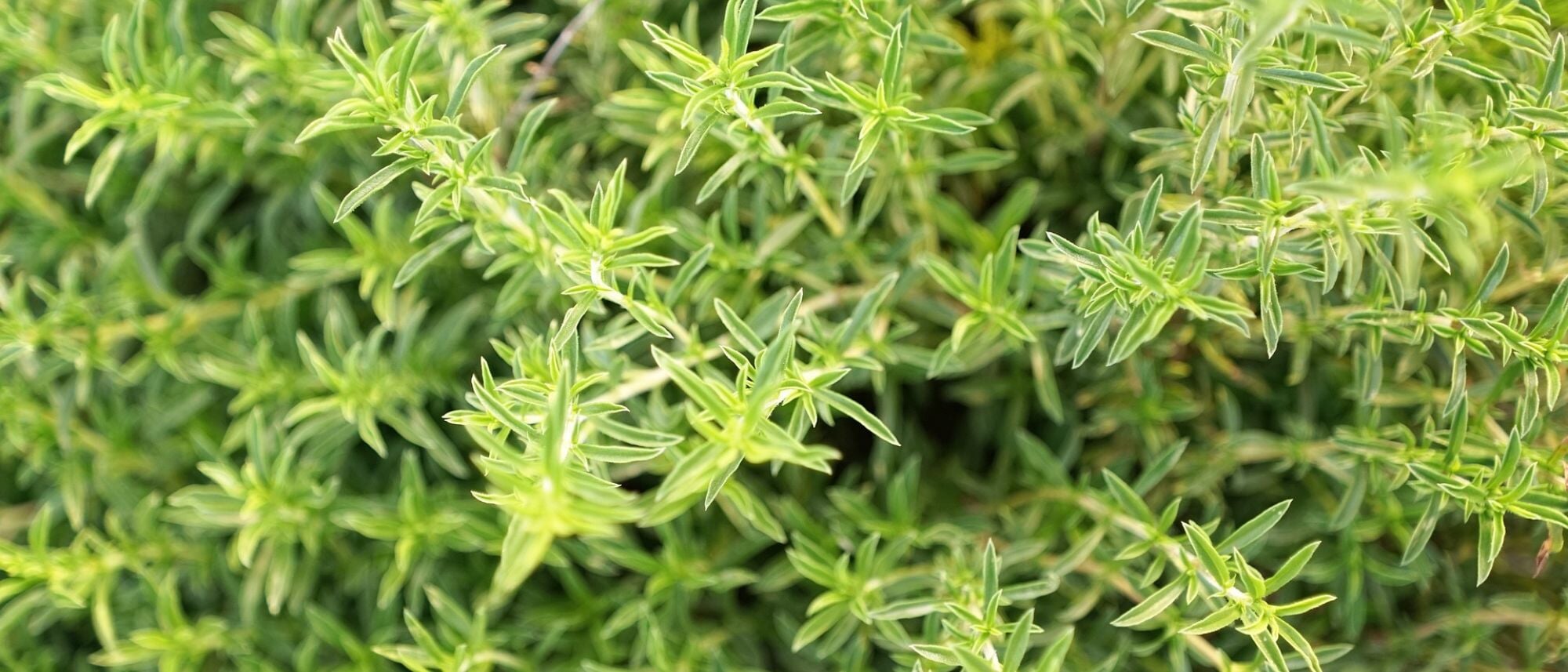 Grow aromatic and versatile summer savory in your garden