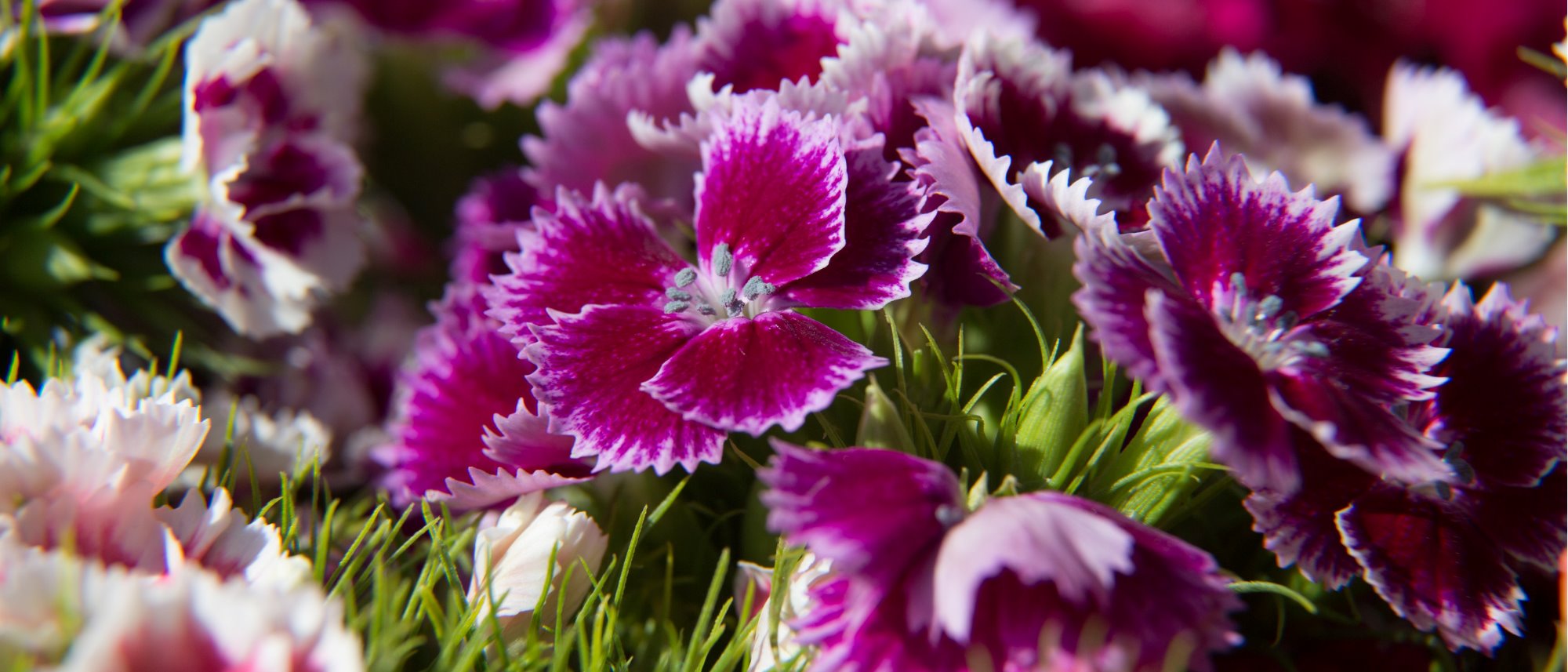 Sweet William