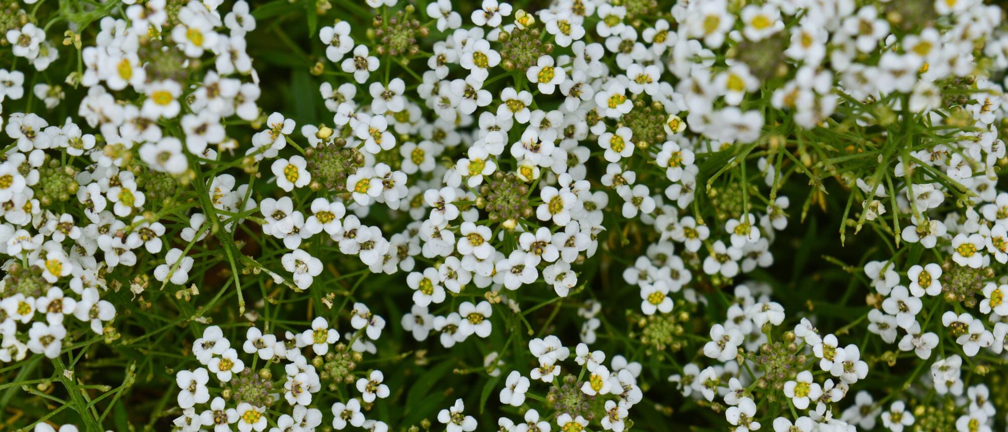 Grow fragrant sweet alyssum flowers in your home garden