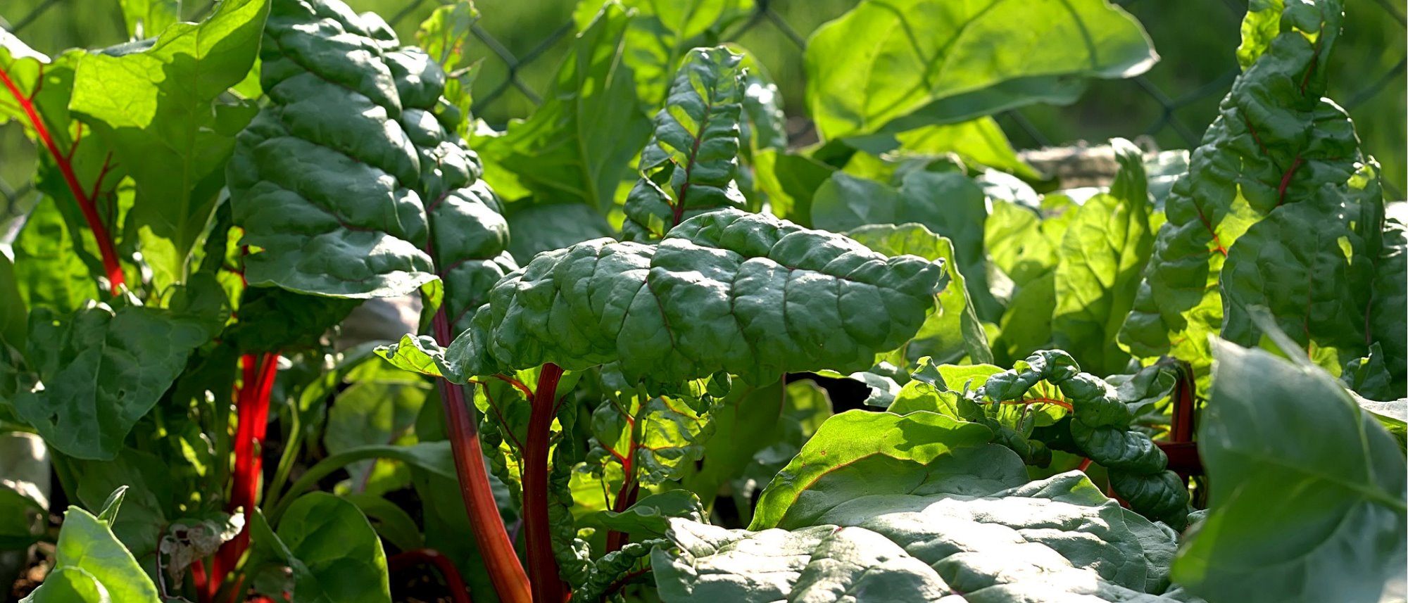 grow tasty and nutritious swiss chard