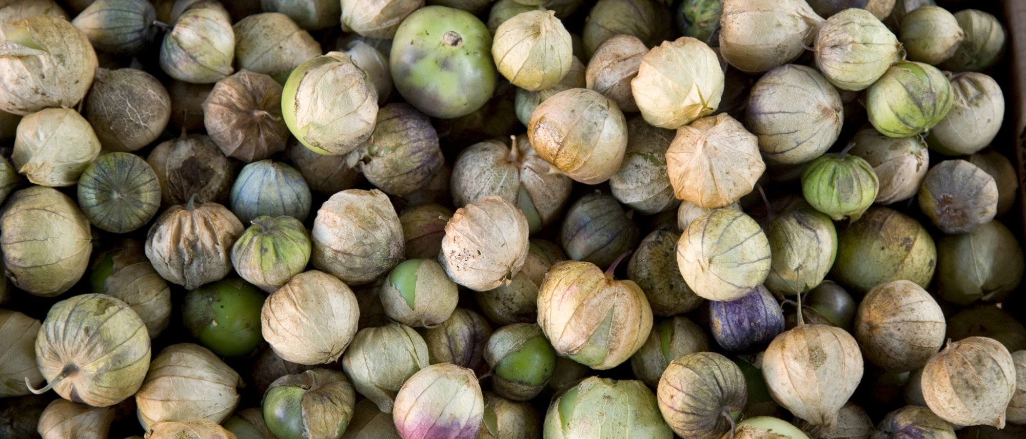 Tomatillo