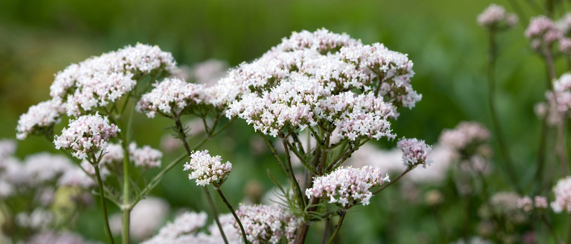 Valerian