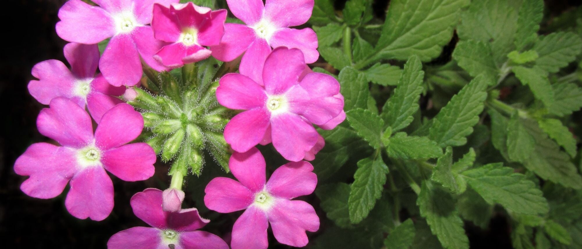 pink and white verbena flower