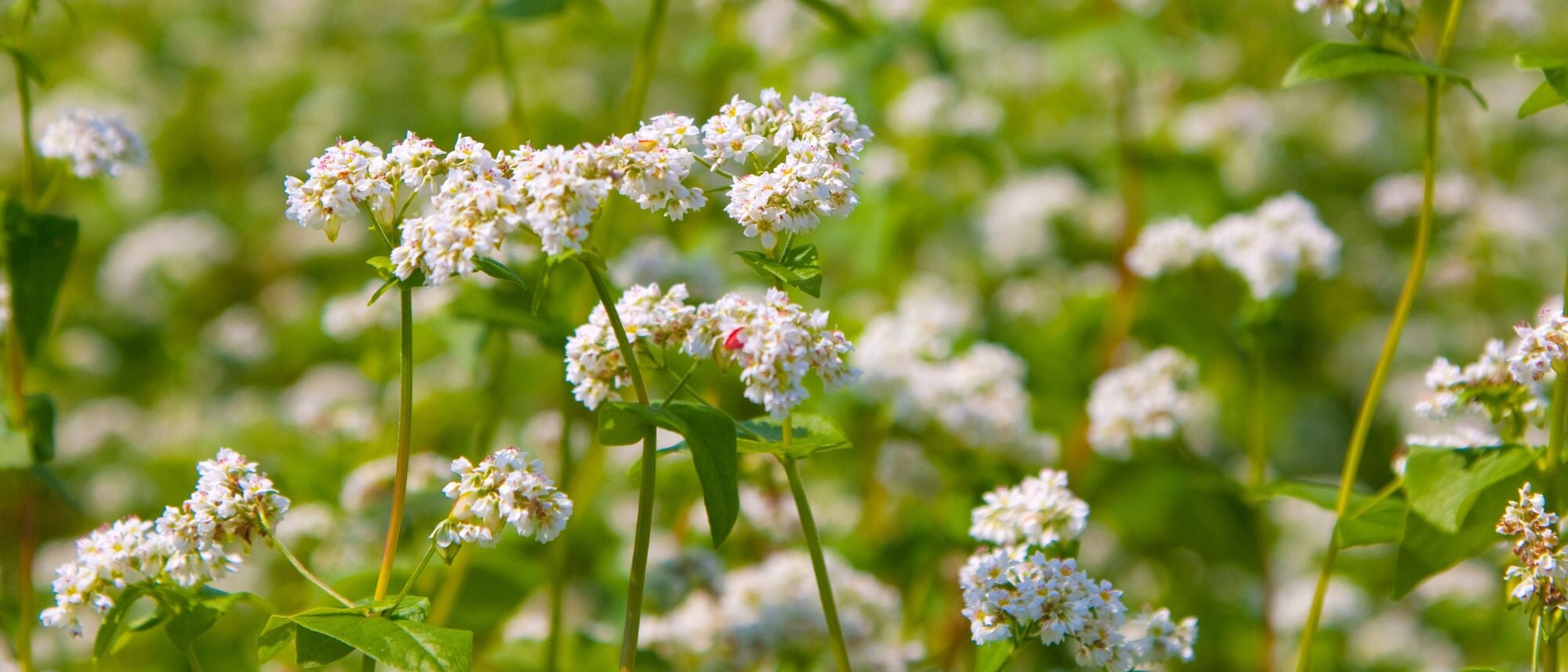 Buckwheat