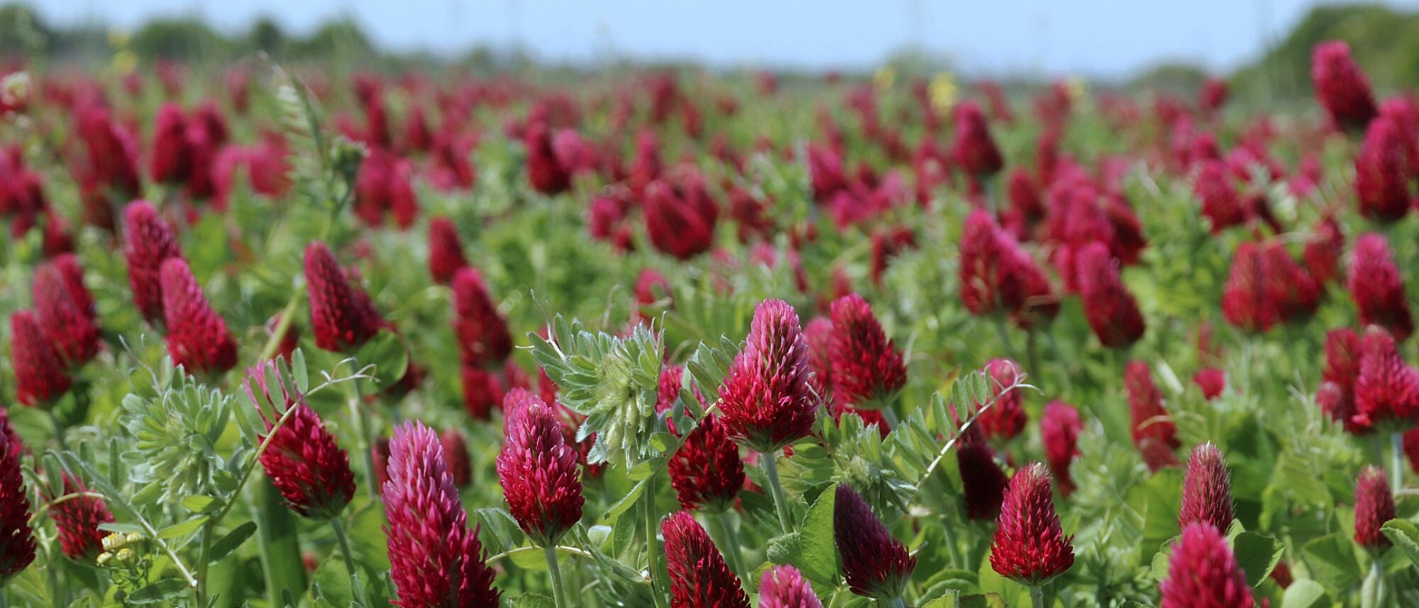 Crimson Clover