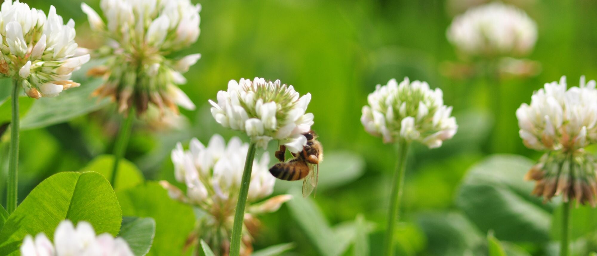 White Dutch Clover