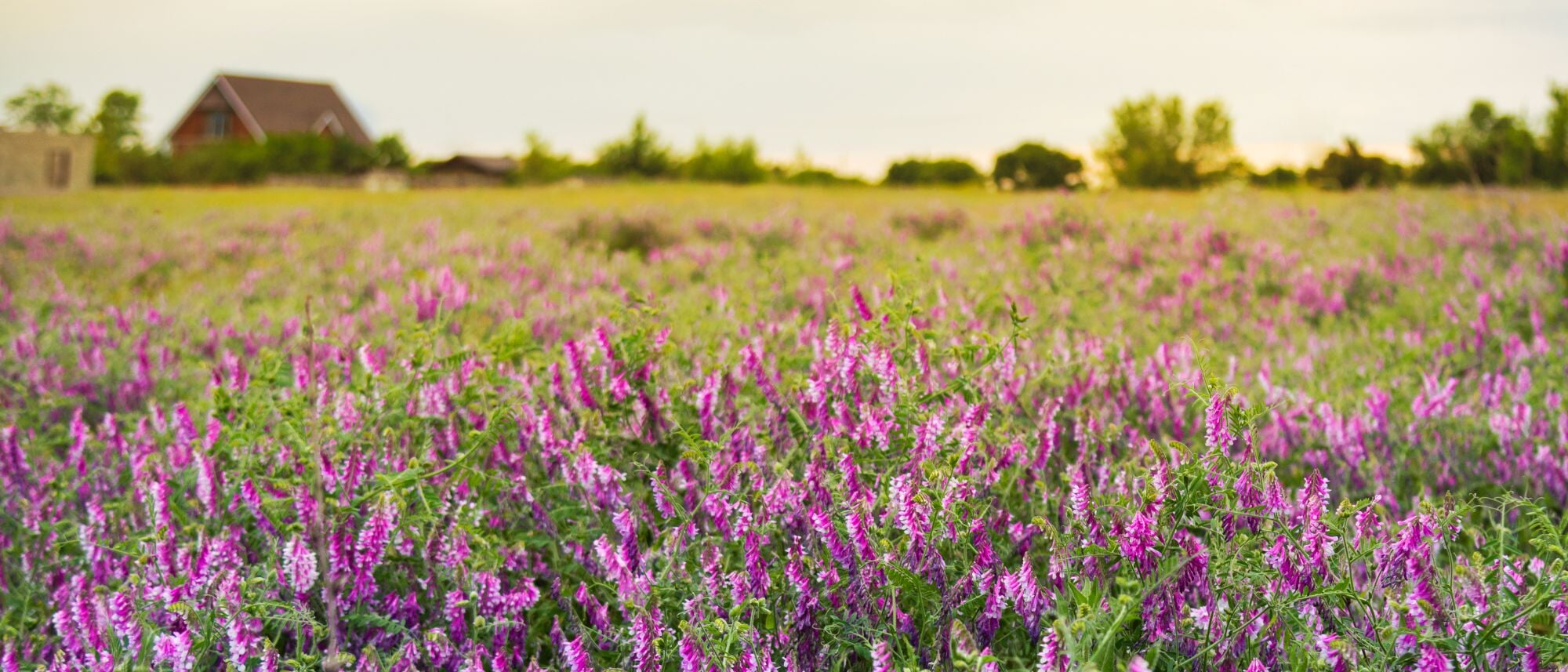 Hairy Vetch