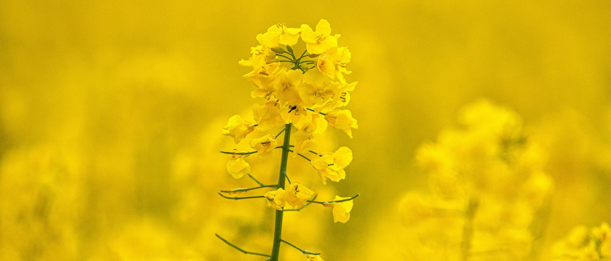 Yellow Mustard