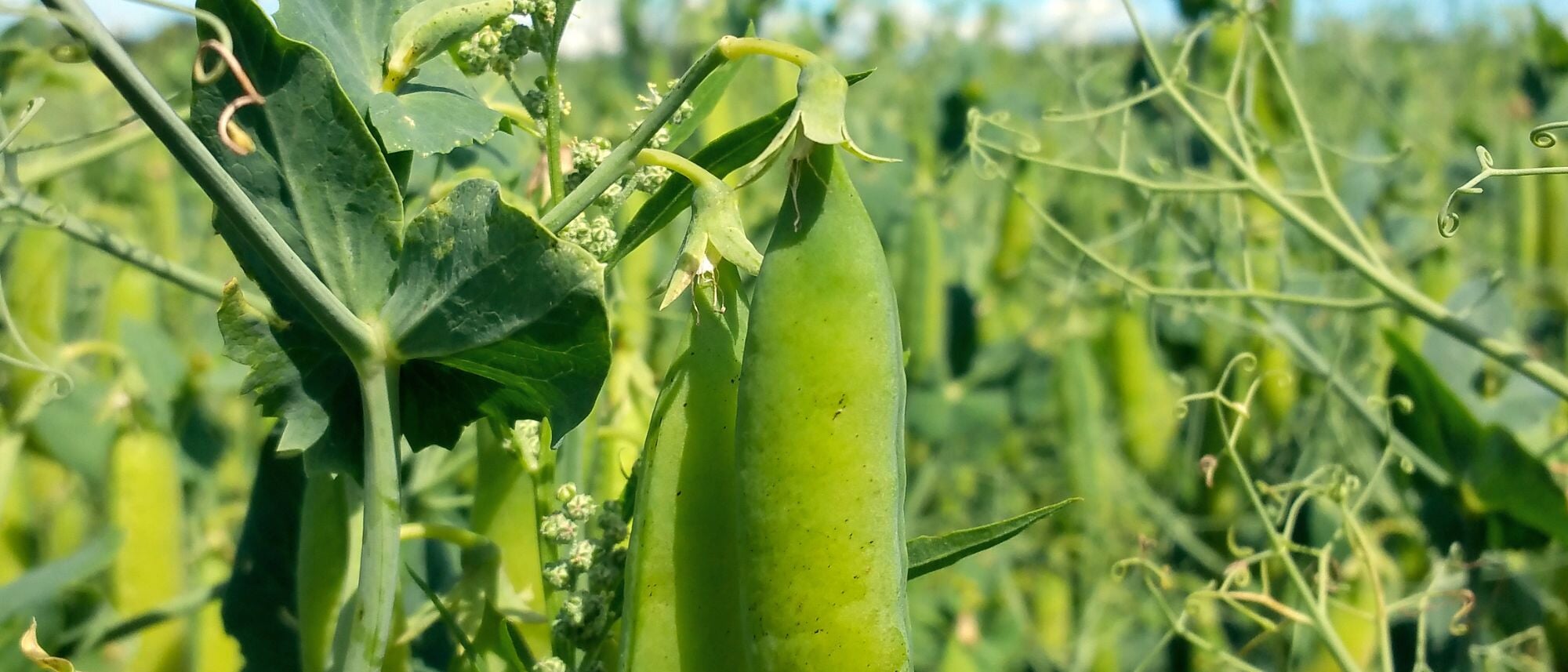 Austrian Winter Pea