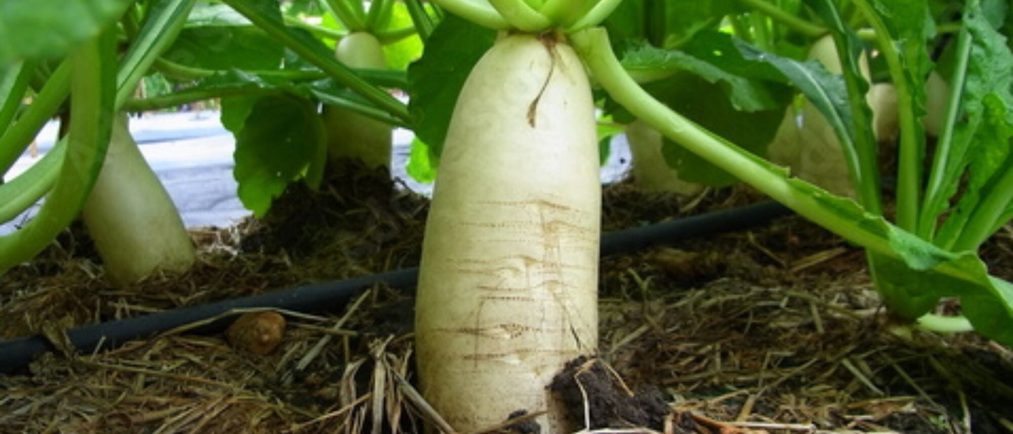 Daikon Driller Radish