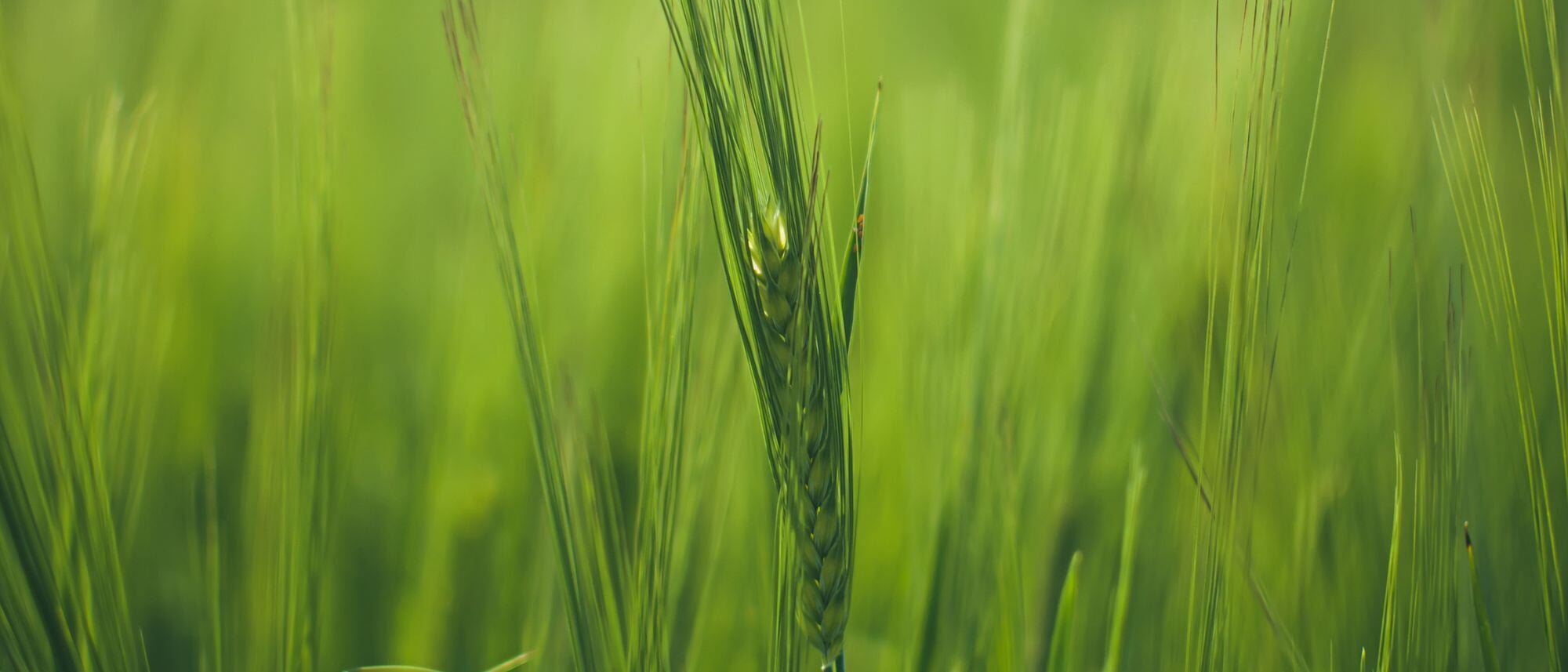 Winter Rye