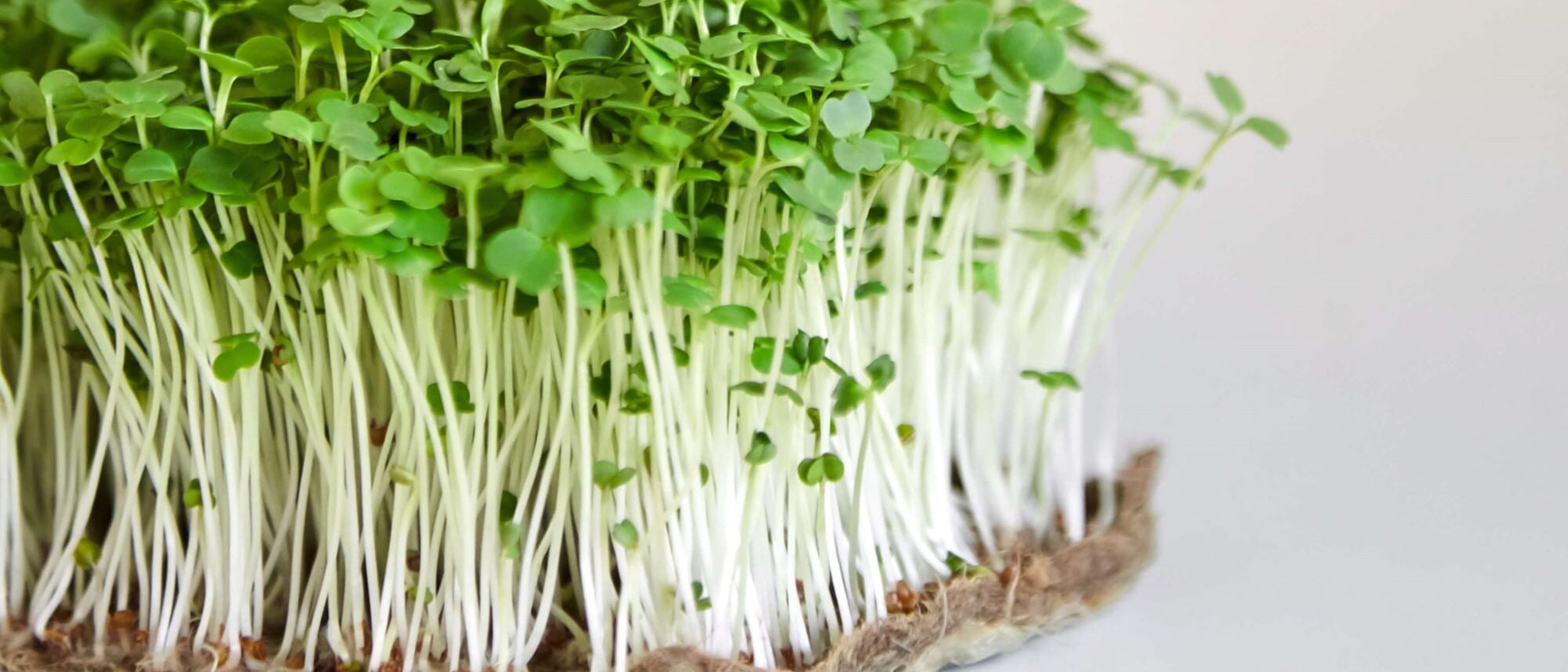 Arugula