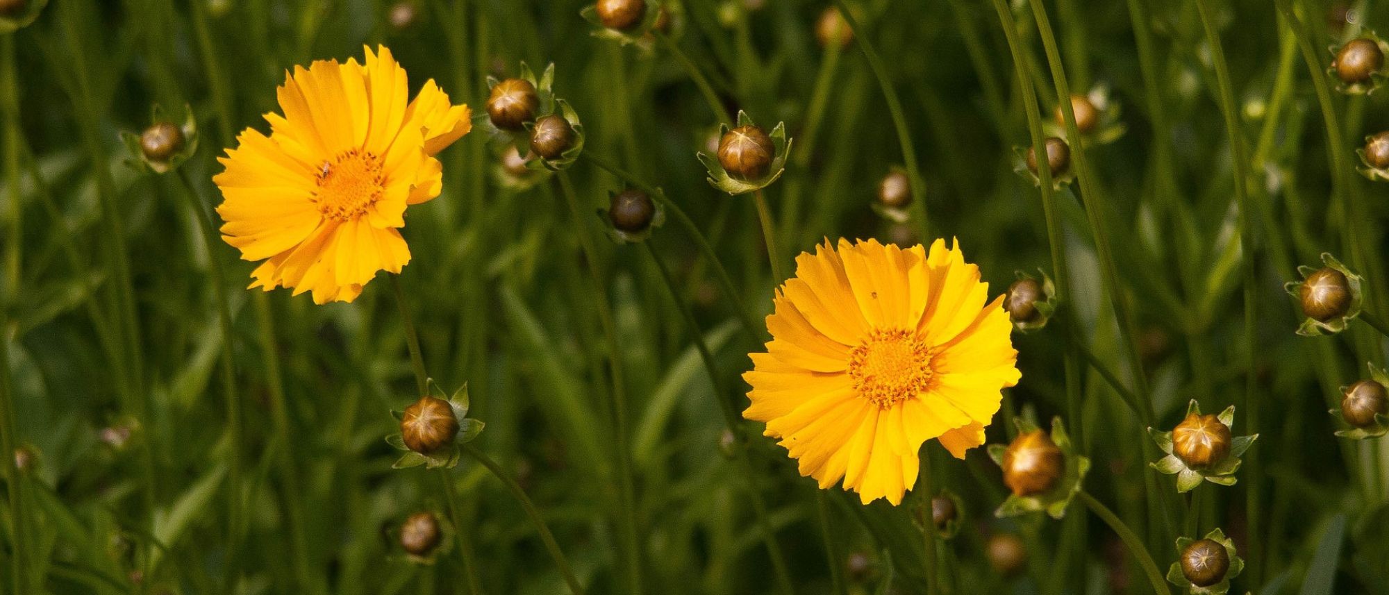 coreopsis blooms in a garden