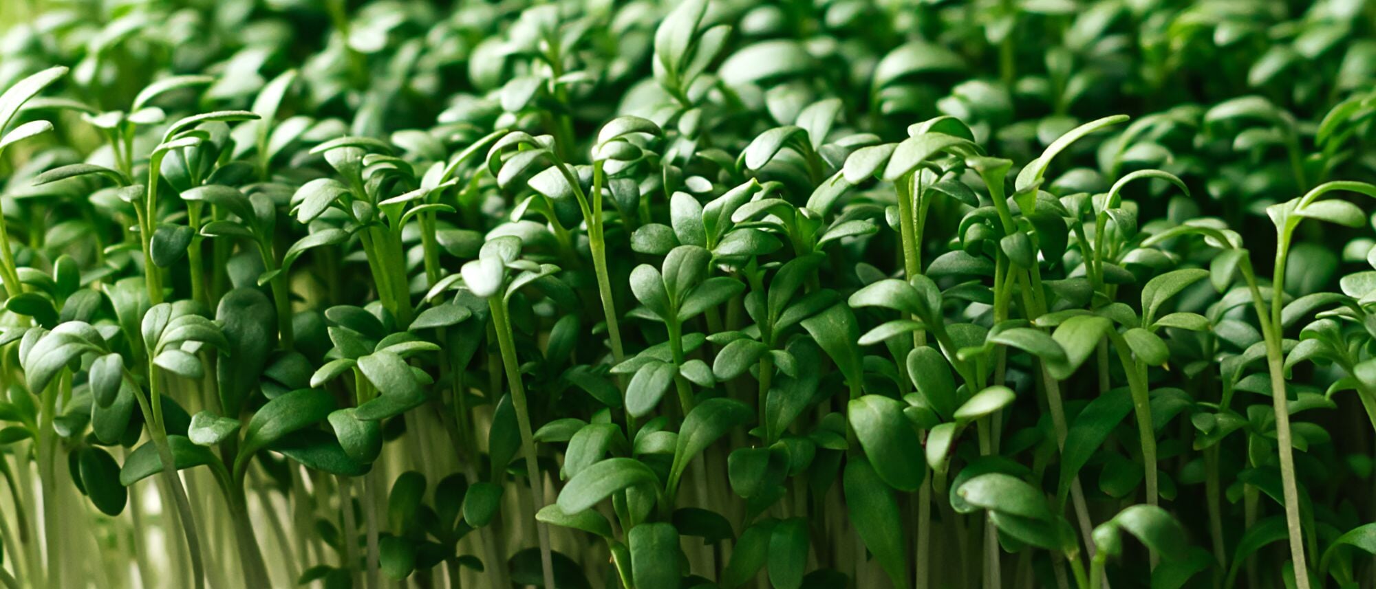 Cress