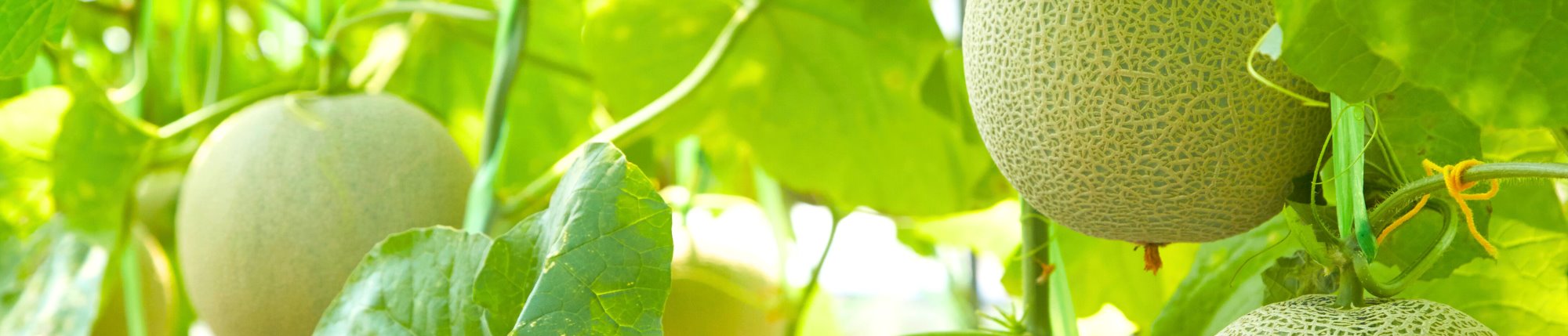 Warm-Season Summer Crops