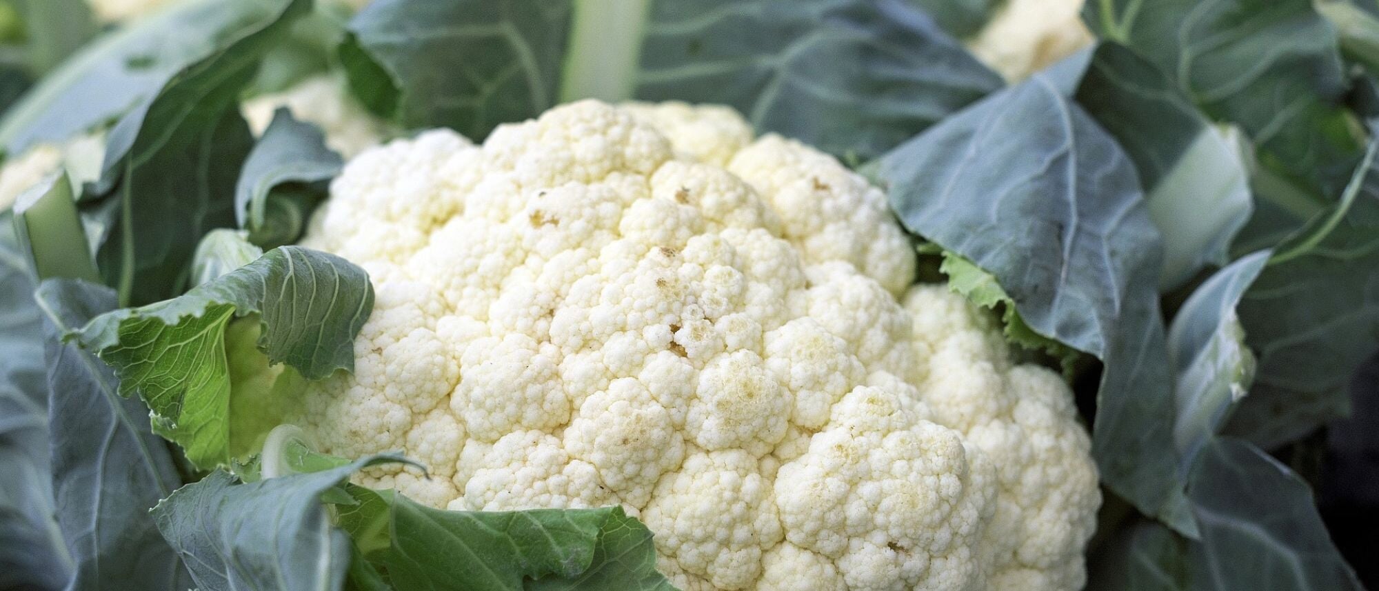 Head of cauliflower from the vegetable garden