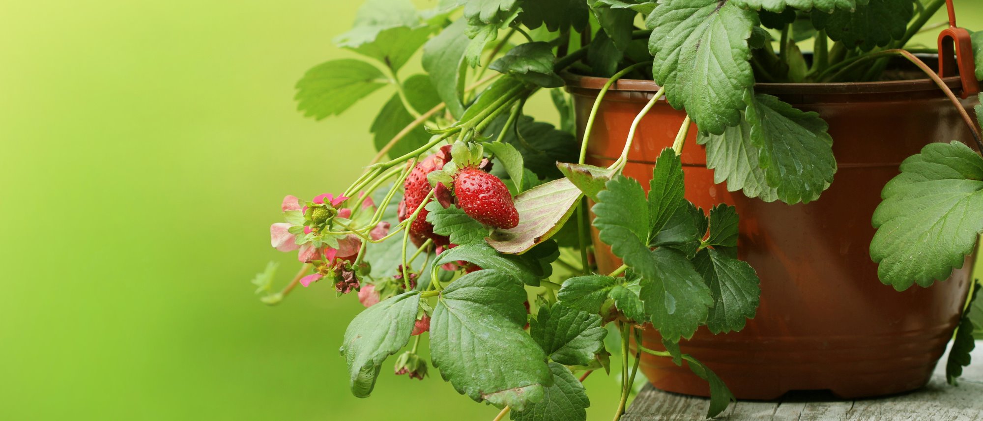 Alpine Strawberry