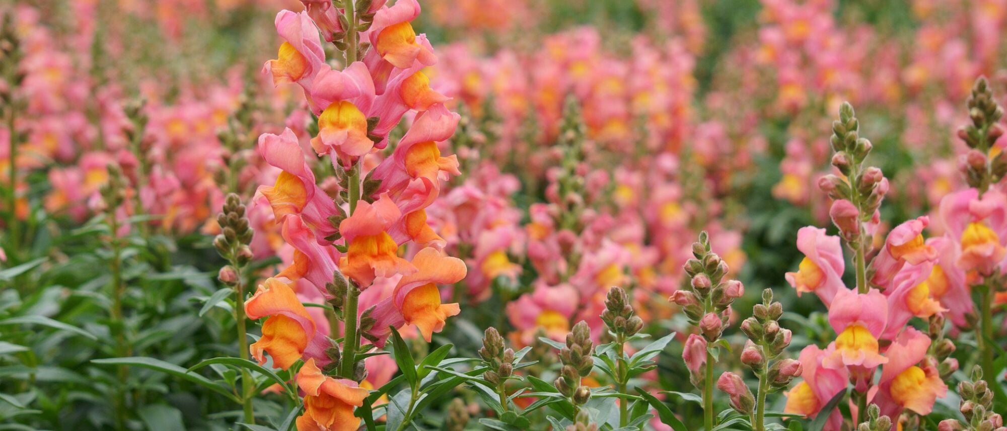 Grow pretty and yummy smelling snapdragons at home
