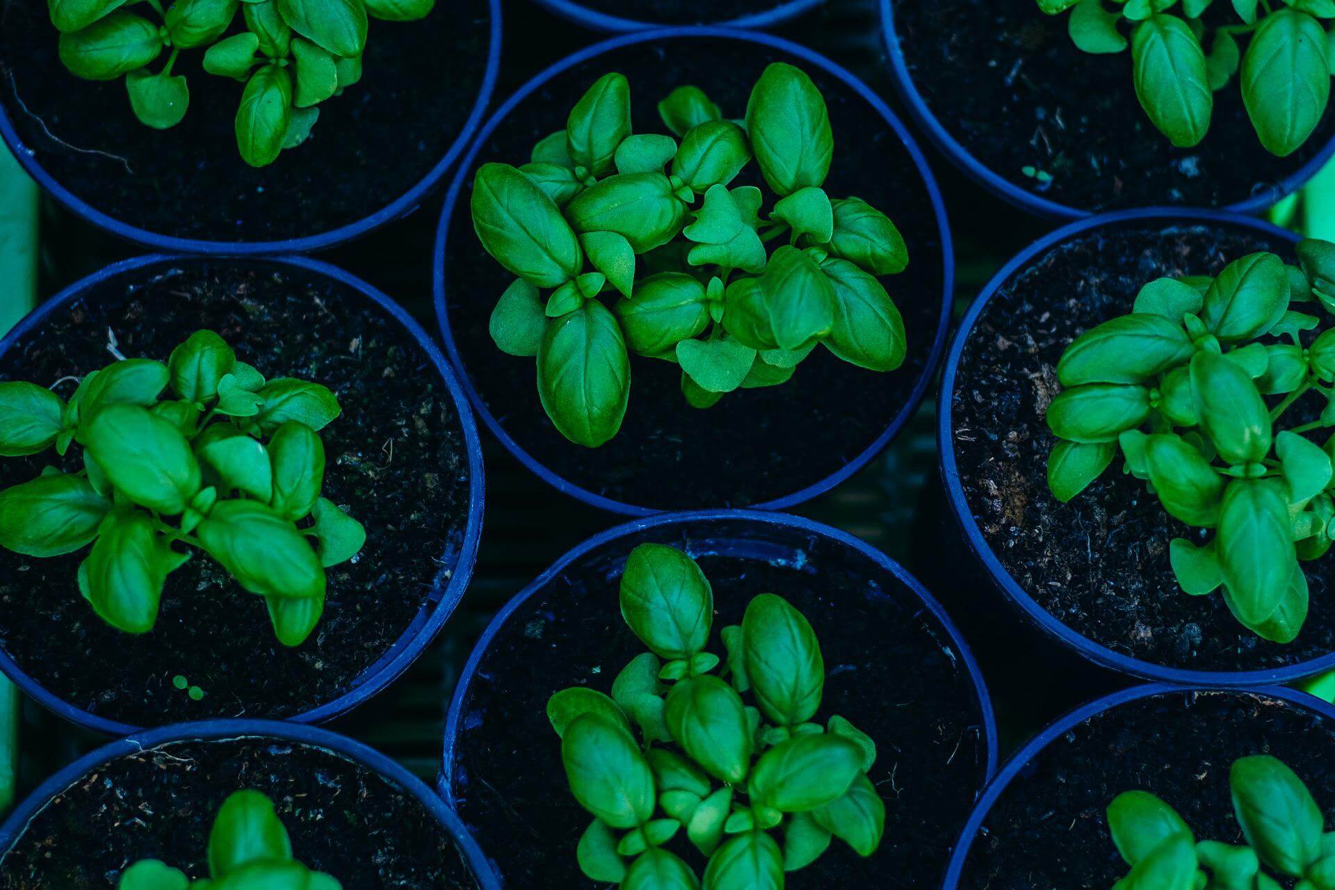 Basil growing in pots is easy