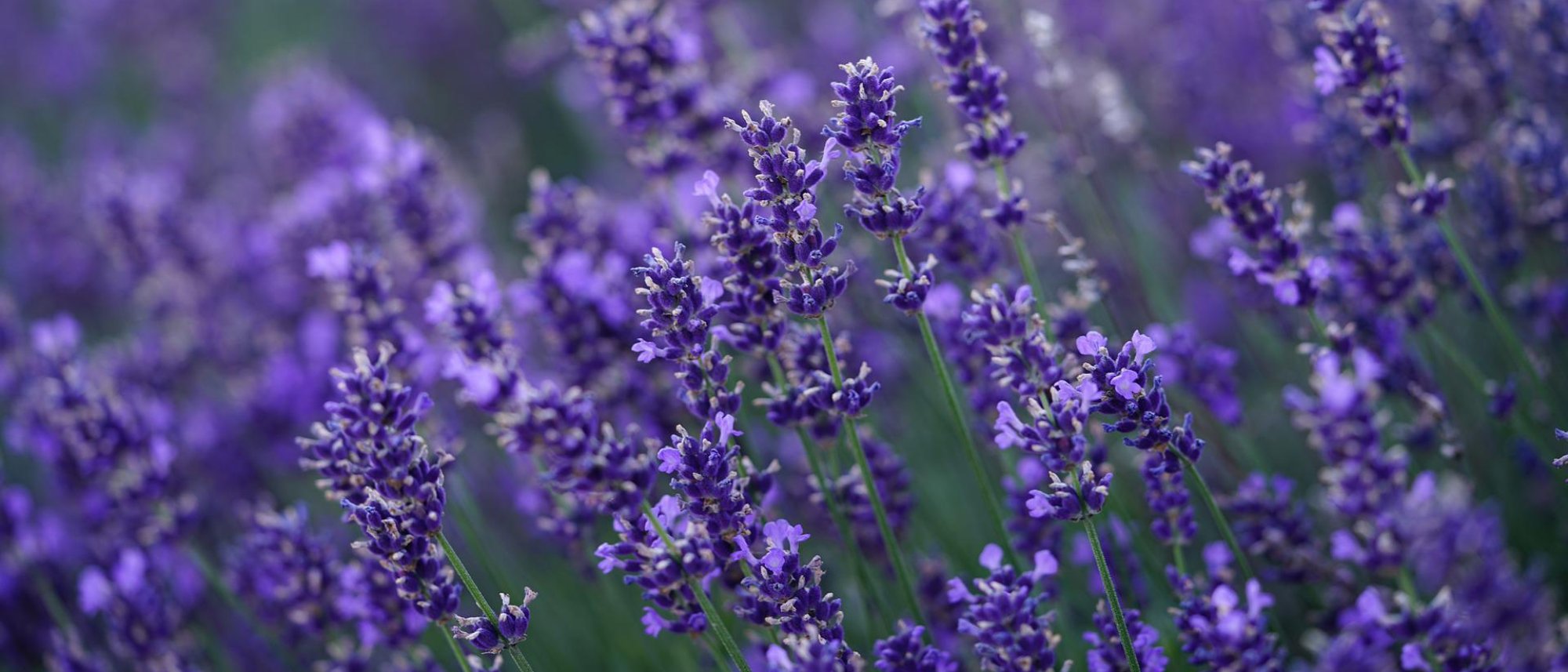 Grow lavender for home remedies