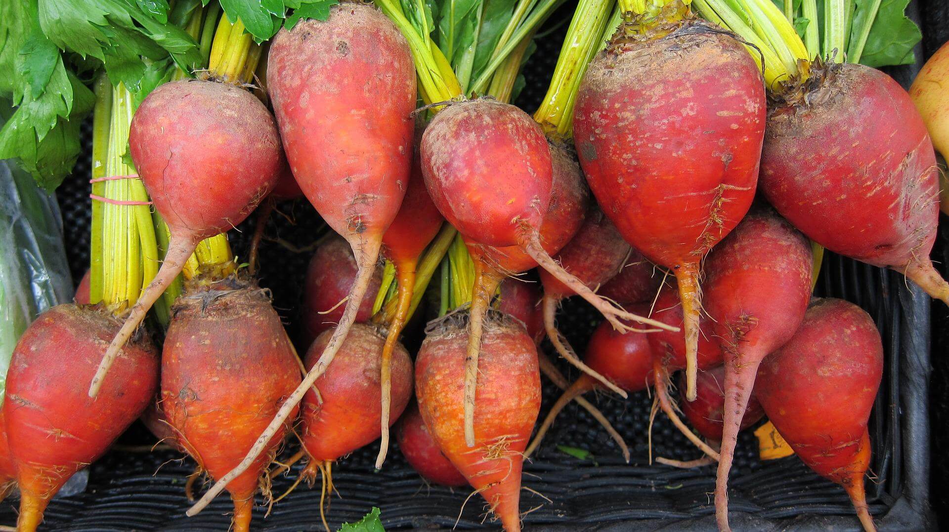 Bright red garden beets from the garden