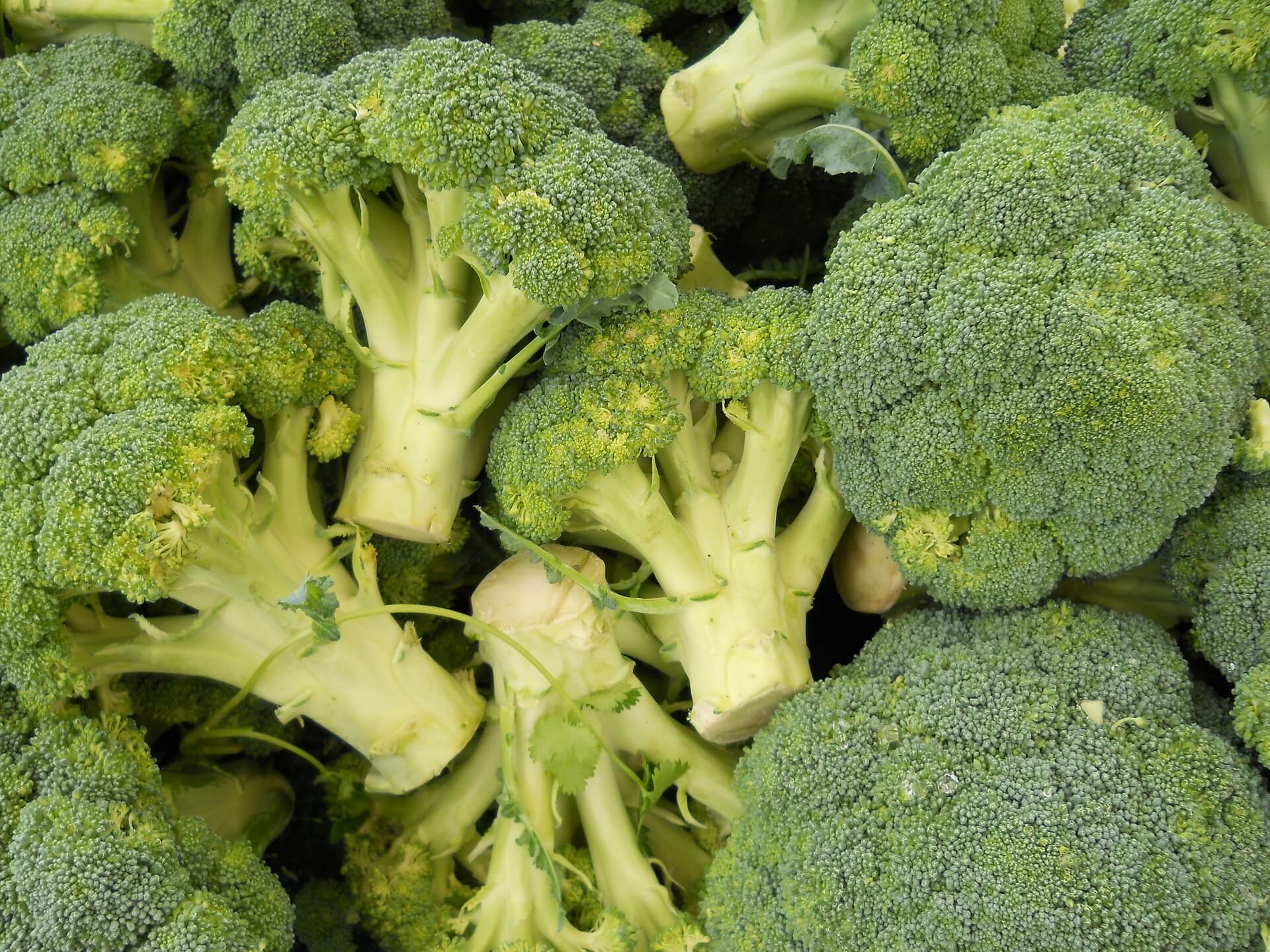 Fresh broccoli florets for your garden