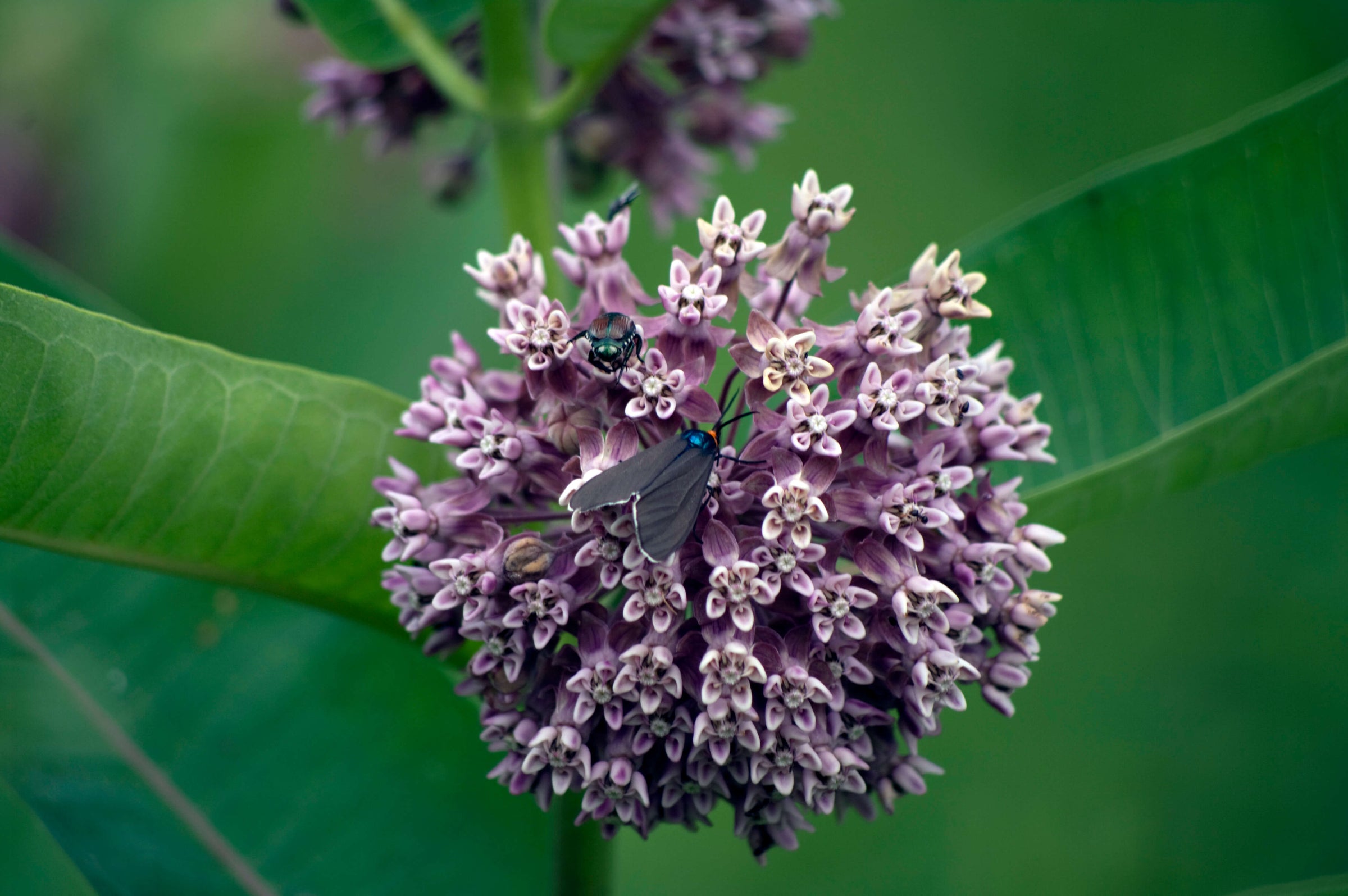 Insect landing on milkweed plant