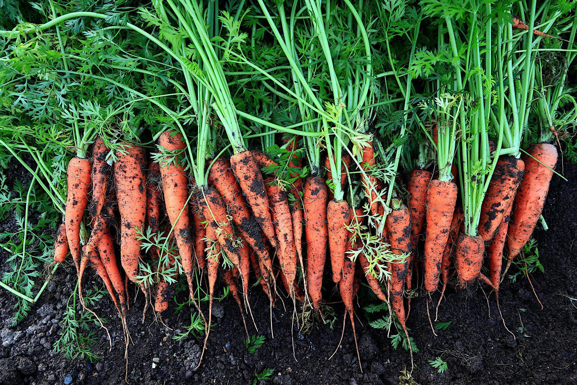 Fresh picked carrot from rich soil