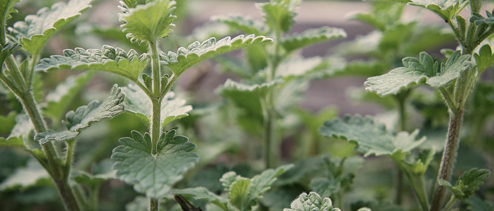 Your pet can enjoy a natural garden snack