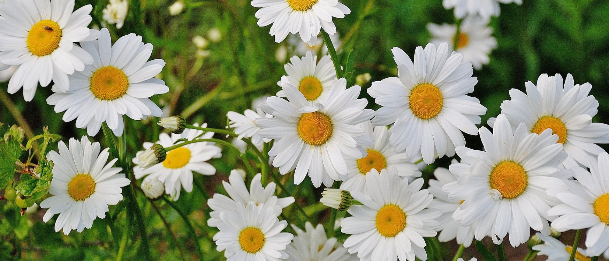 Grow beautiful annual and perennial daisies